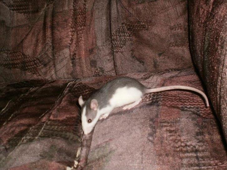 Tamrotte Billie Jerry Joe billede 6