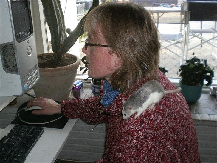 Tamrotte Billie Jerry Joe billede 7