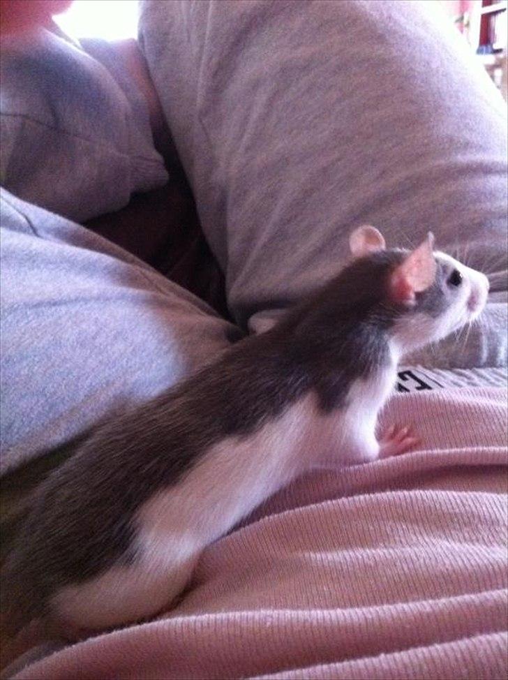 Tamrotte Billie Jerry Joe billede 8