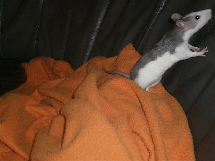 Tamrotte Billie Jerry Joe billede 9