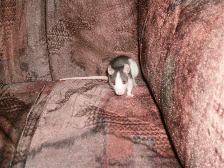 Tamrotte Billie Jerry Joe billede 11