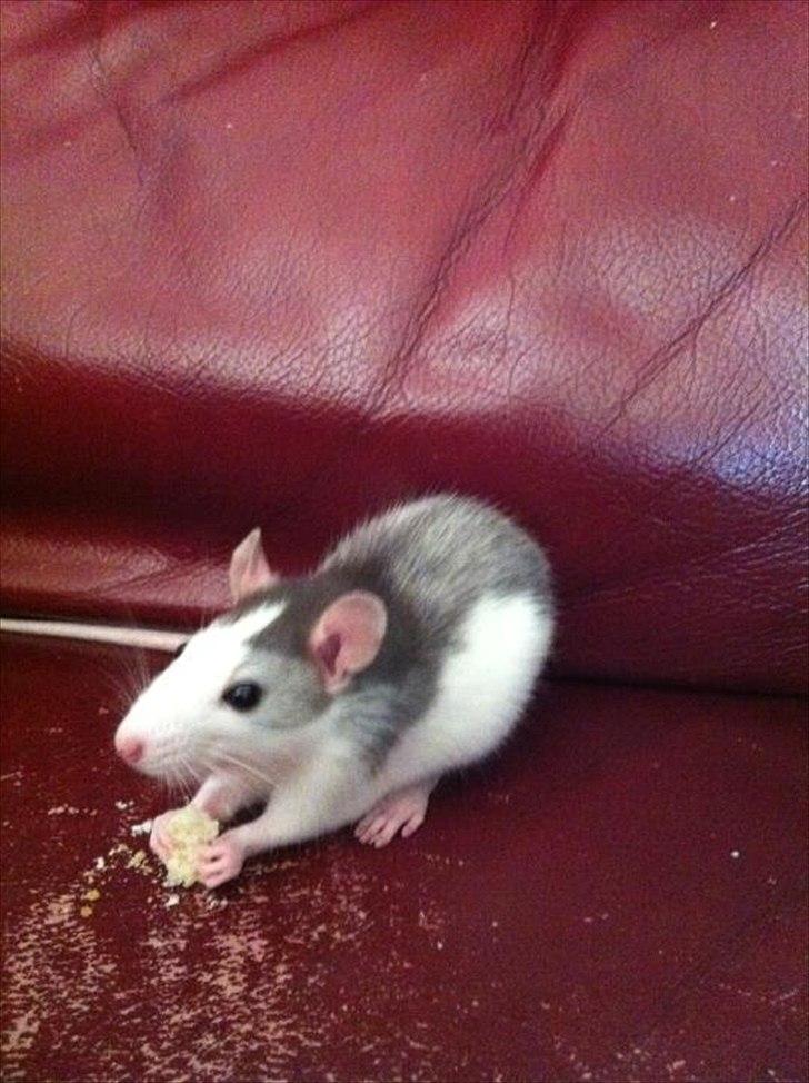 Tamrotte Billie Jerry Joe billede 12