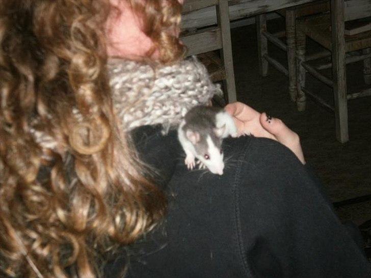 Tamrotte Billie Jerry Joe billede 14