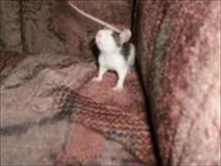 Tamrotte Billie Jerry Joe billede 15