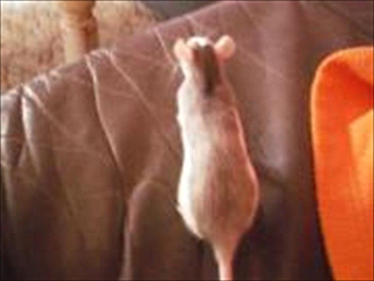 Tamrotte Billie Jerry Joe billede 17