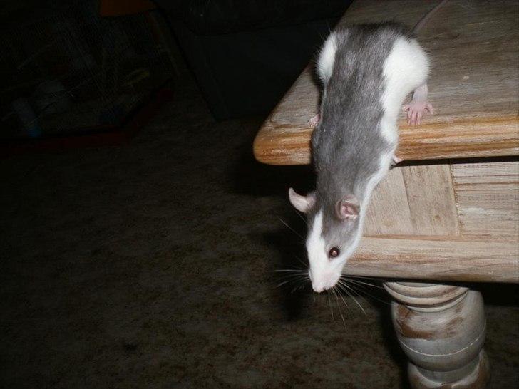 Tamrotte Billie Jerry Joe billede 18