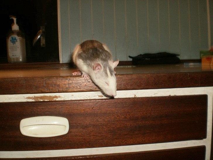 Tamrotte Billie Jerry Joe billede 19