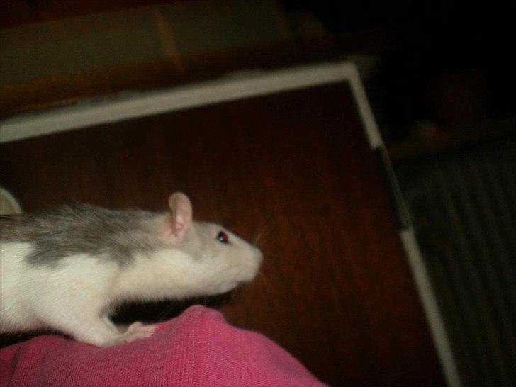 Tamrotte Billie Jerry Joe billede 20