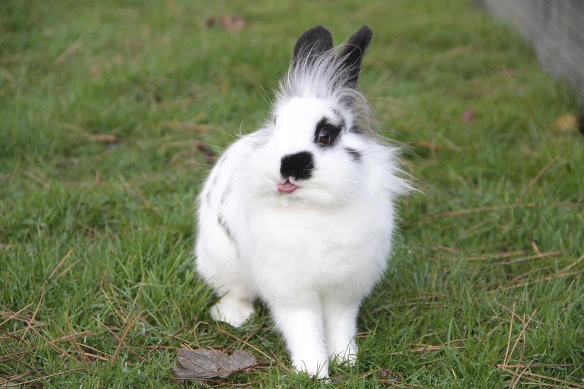 Kanin Jokers Malibue billede 7