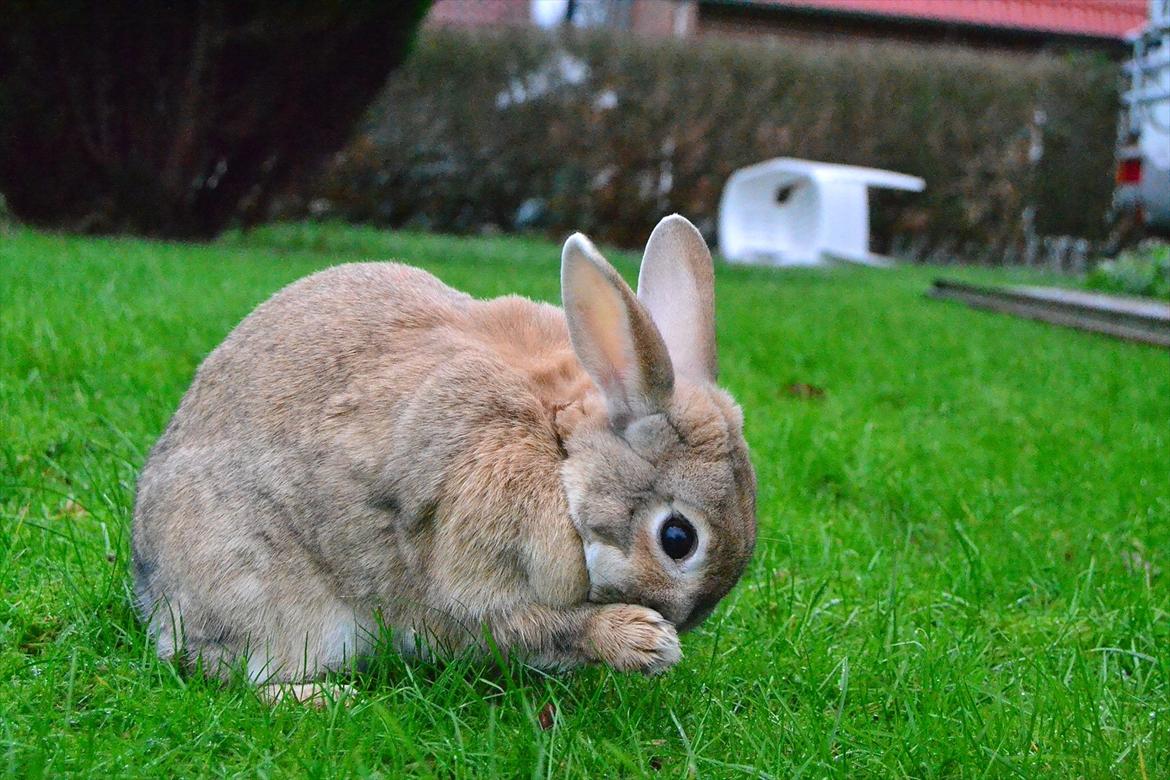 Kanin Bambie billede 8