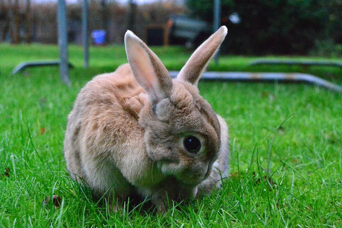 Kanin Bambie billede 9