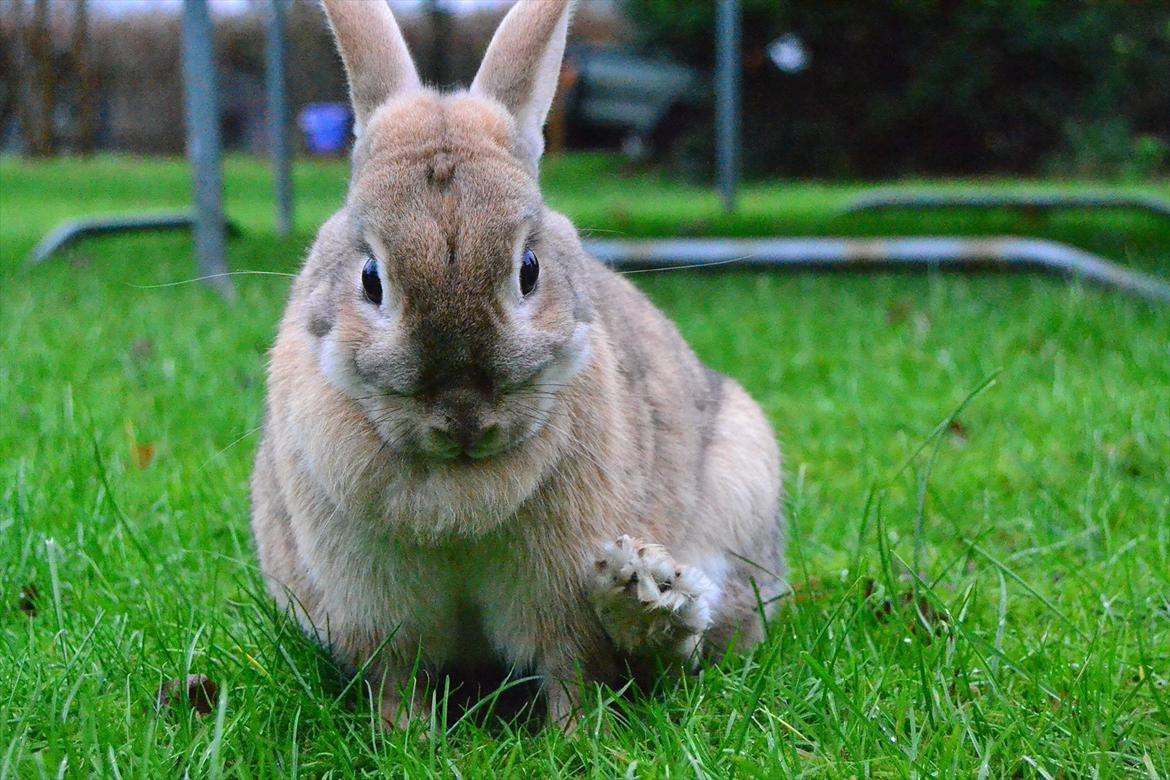 Kanin Bambie - <3 billede 2