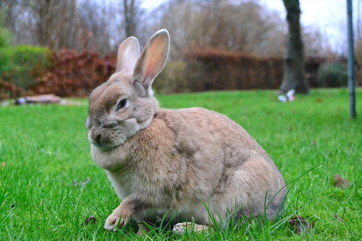 Kanin Bambie - Lige vasket sig, det lille pus :-* billede 1