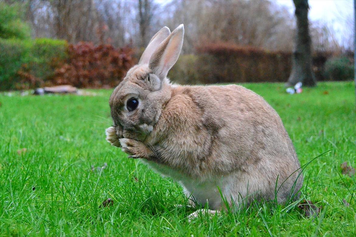 Kanin Bambie - *vaske, vaske, vaske* billede 10