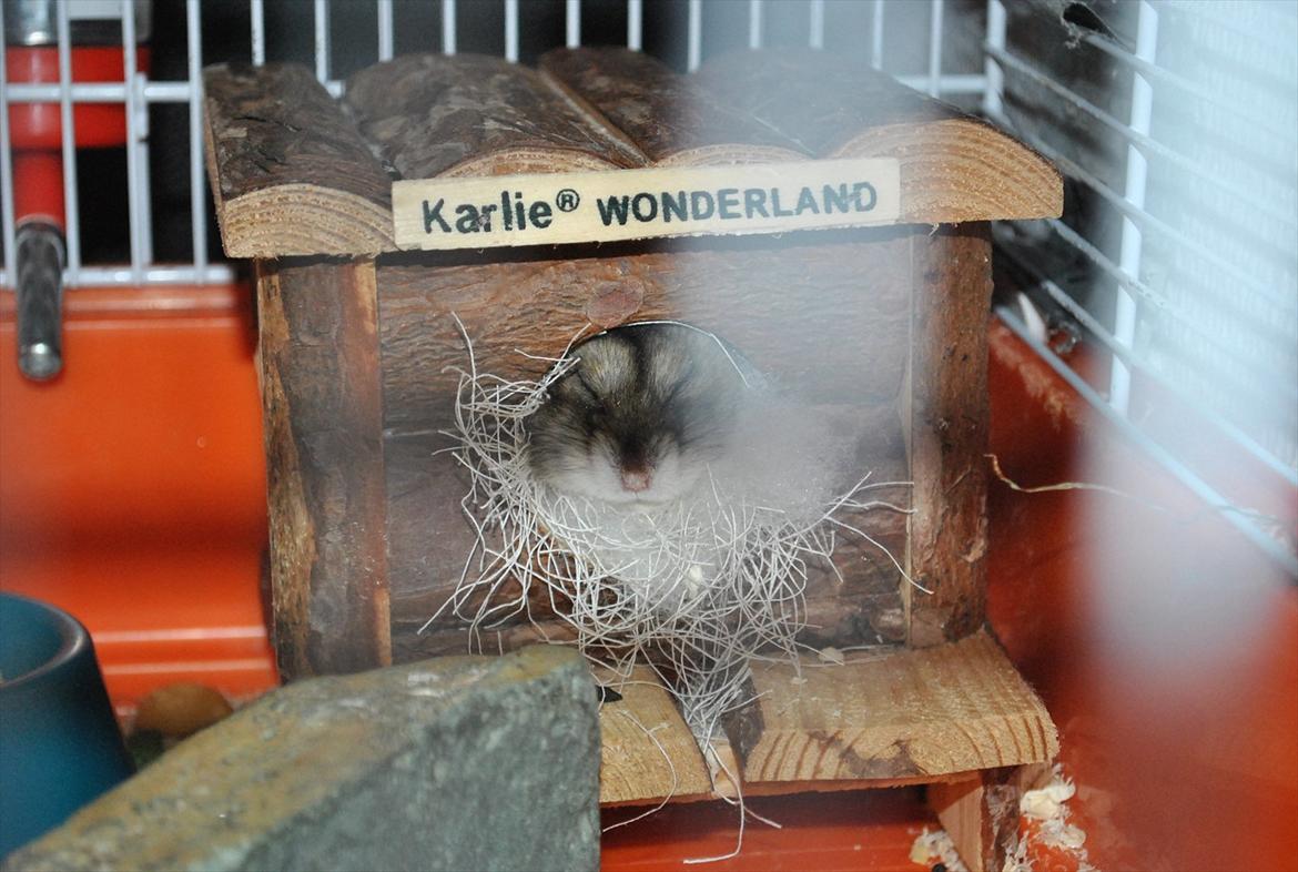 Dværghamster Milo (Tykkemusen) R.I.P - Sover billede 18