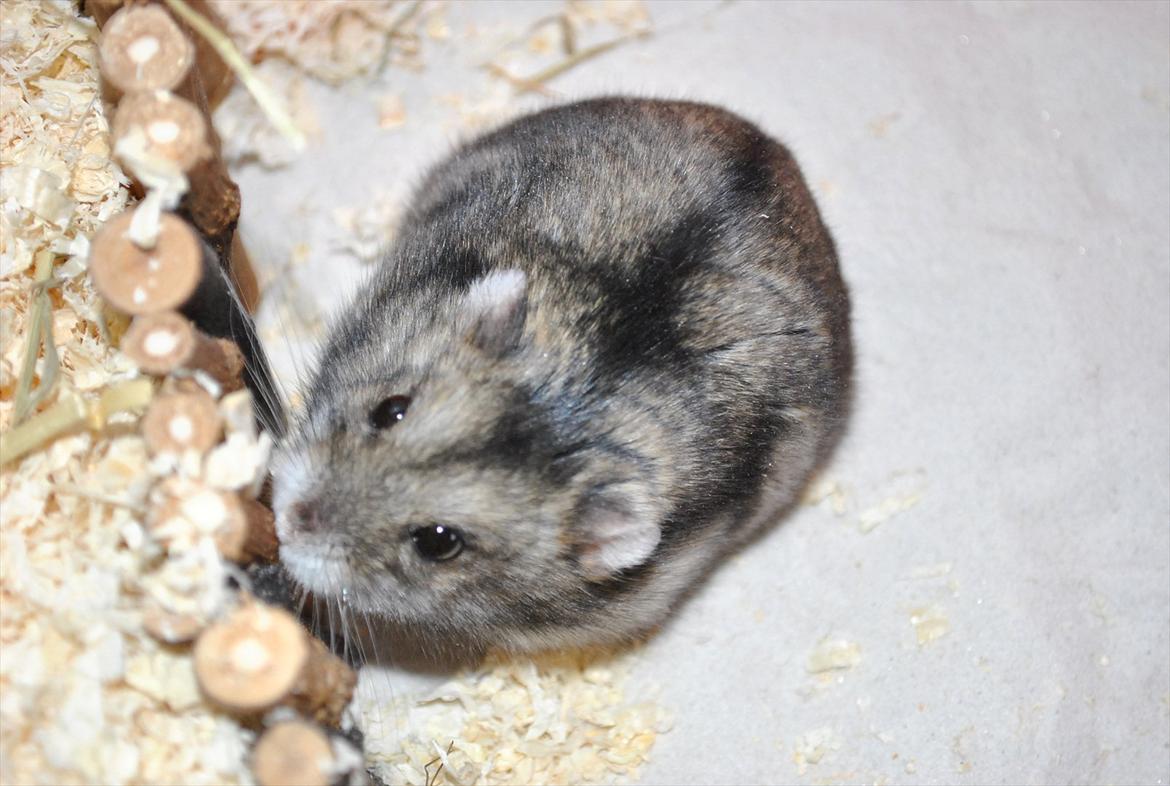 Dværghamster Milo (Tykkemusen) R.I.P billede 19