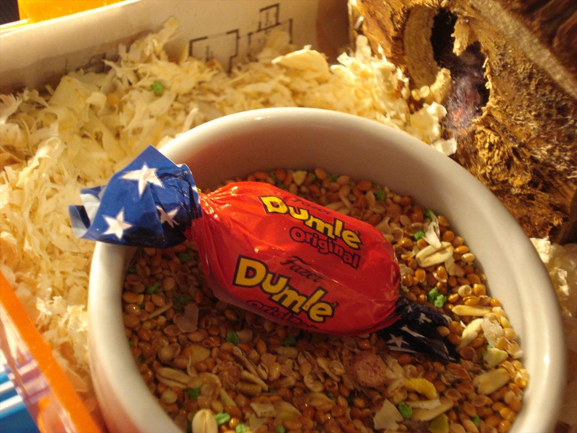 Dværghamster Dumle  - Så er der severet Dumle til Dumle. Self. skal hun da have kvalitet ikke? :) billede 14