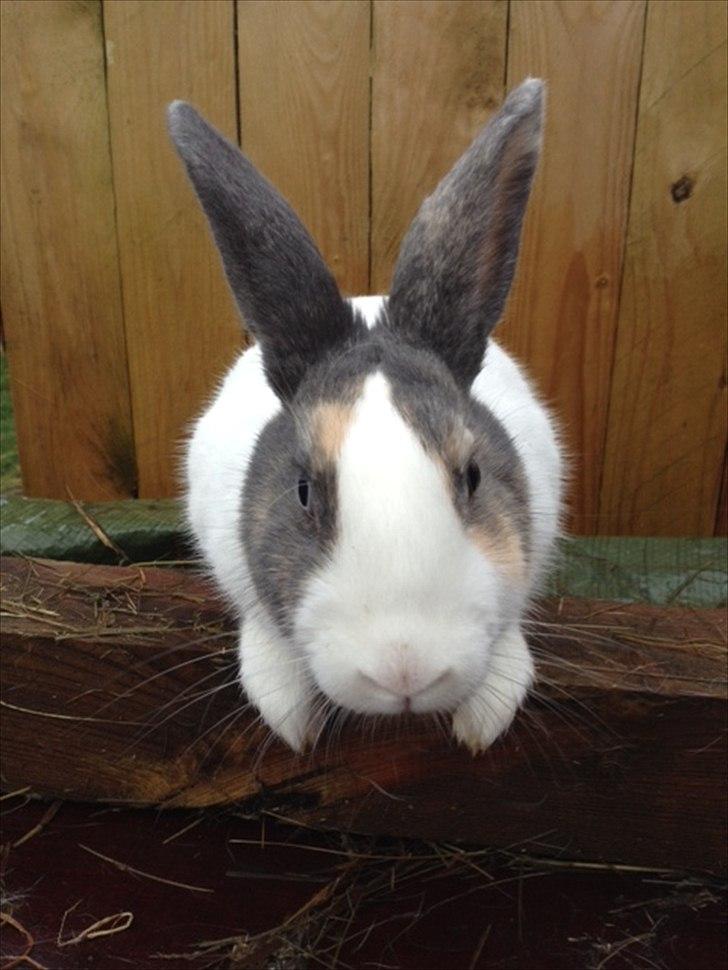 Kanin Hollænder Mimrelunds Sirmione billede 1