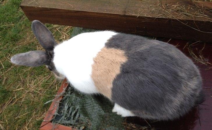 Kanin Hollænder Mimrelunds Sirmione billede 2