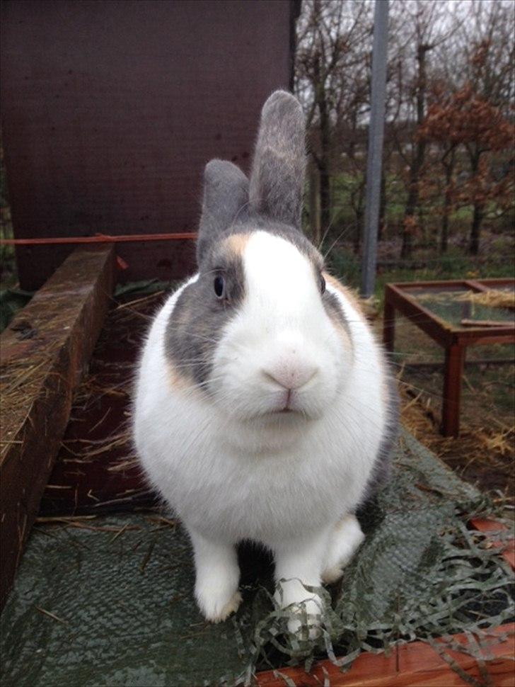 Kanin Hollænder Mimrelunds Sirmione billede 3