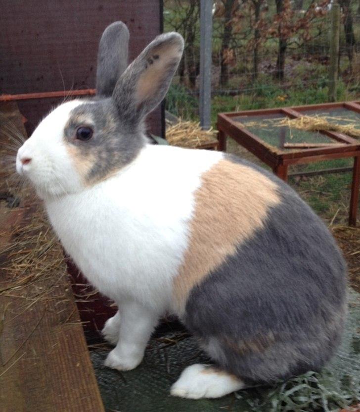 Kanin Hollænder Mimrelunds Sirmione billede 4