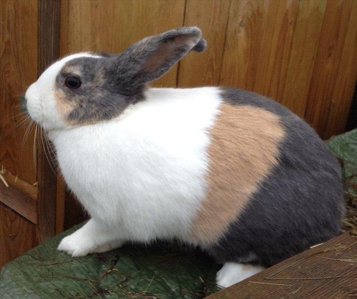 Kanin Hollænder Mimrelunds Sirmione billede 5