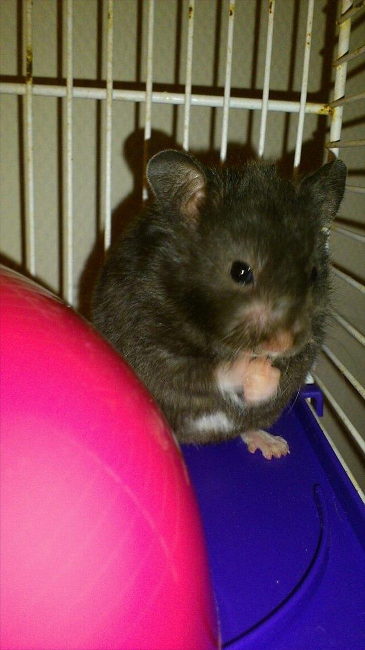 Hamster Batman billede 4