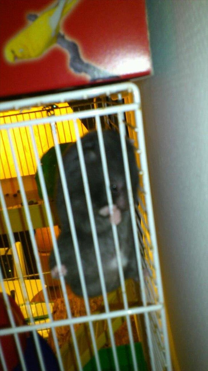 Hamster Batman billede 14