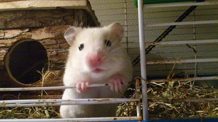 Hamster Bailey RIP - "er jeg ikke nuttet" :-) billede 1