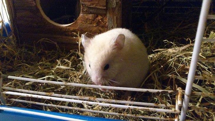 Hamster Bailey RIP billede 2