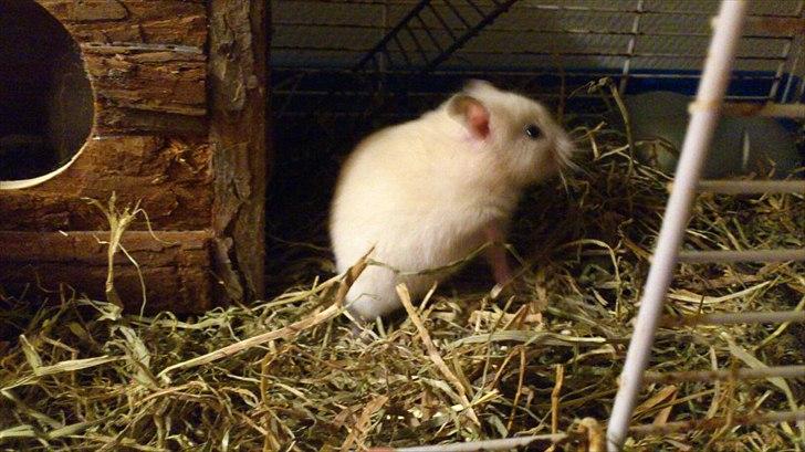 Hamster Bailey RIP billede 3