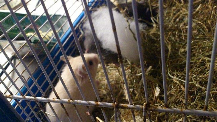 Hamster Bailey RIP billede 4