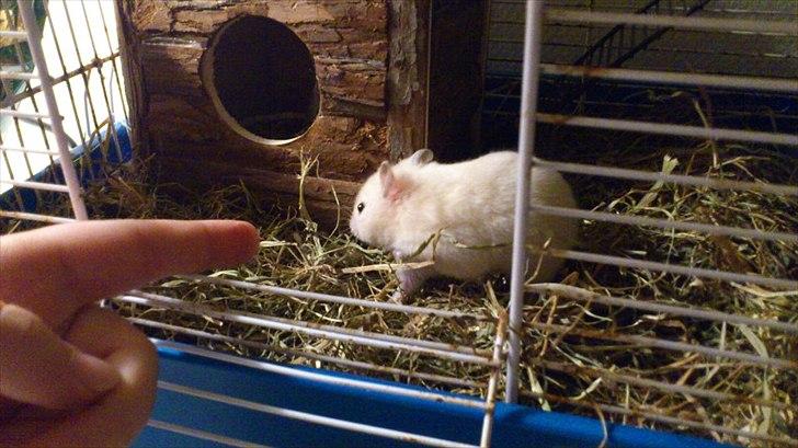 Hamster Bailey RIP billede 5