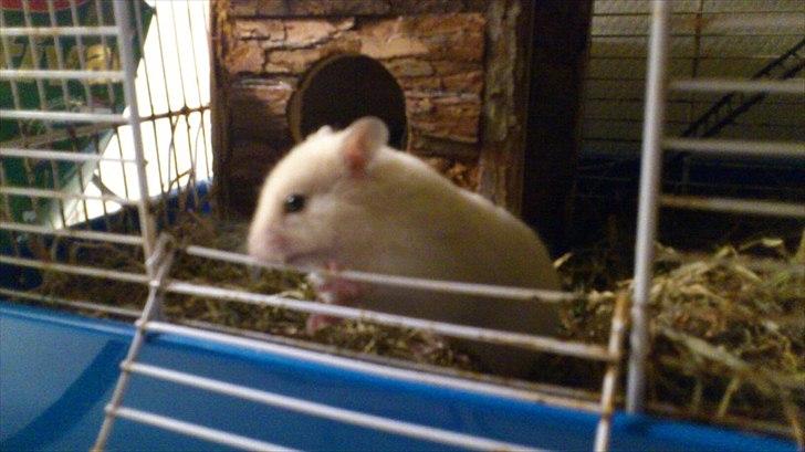 Hamster Bailey RIP - forsøger og snige sig ud af buret ;-) billede 6