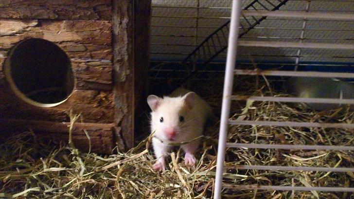 Hamster Bailey RIP - "hvad laver i?" :-) billede 7