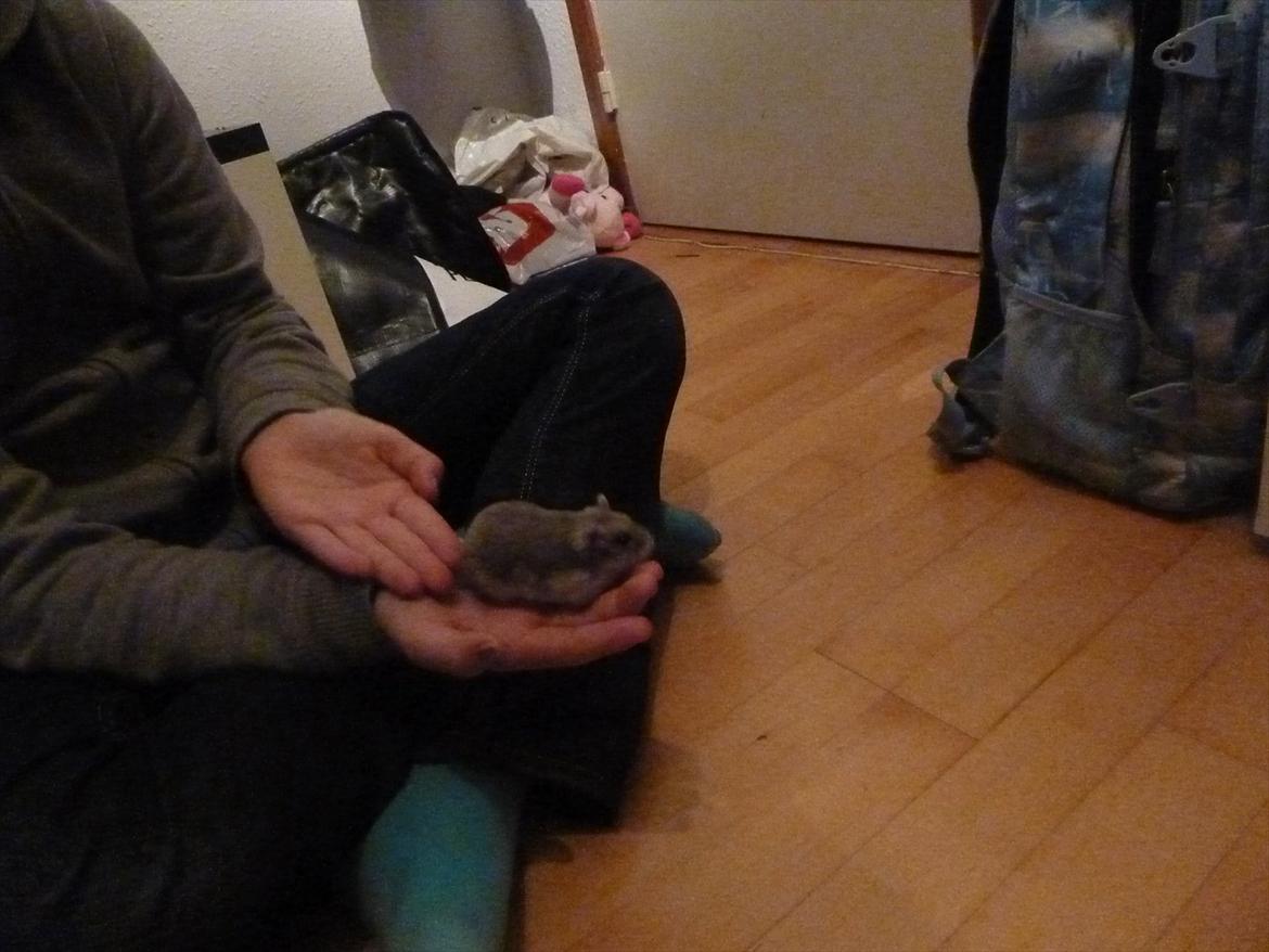 Dværghamster Molly billede 10