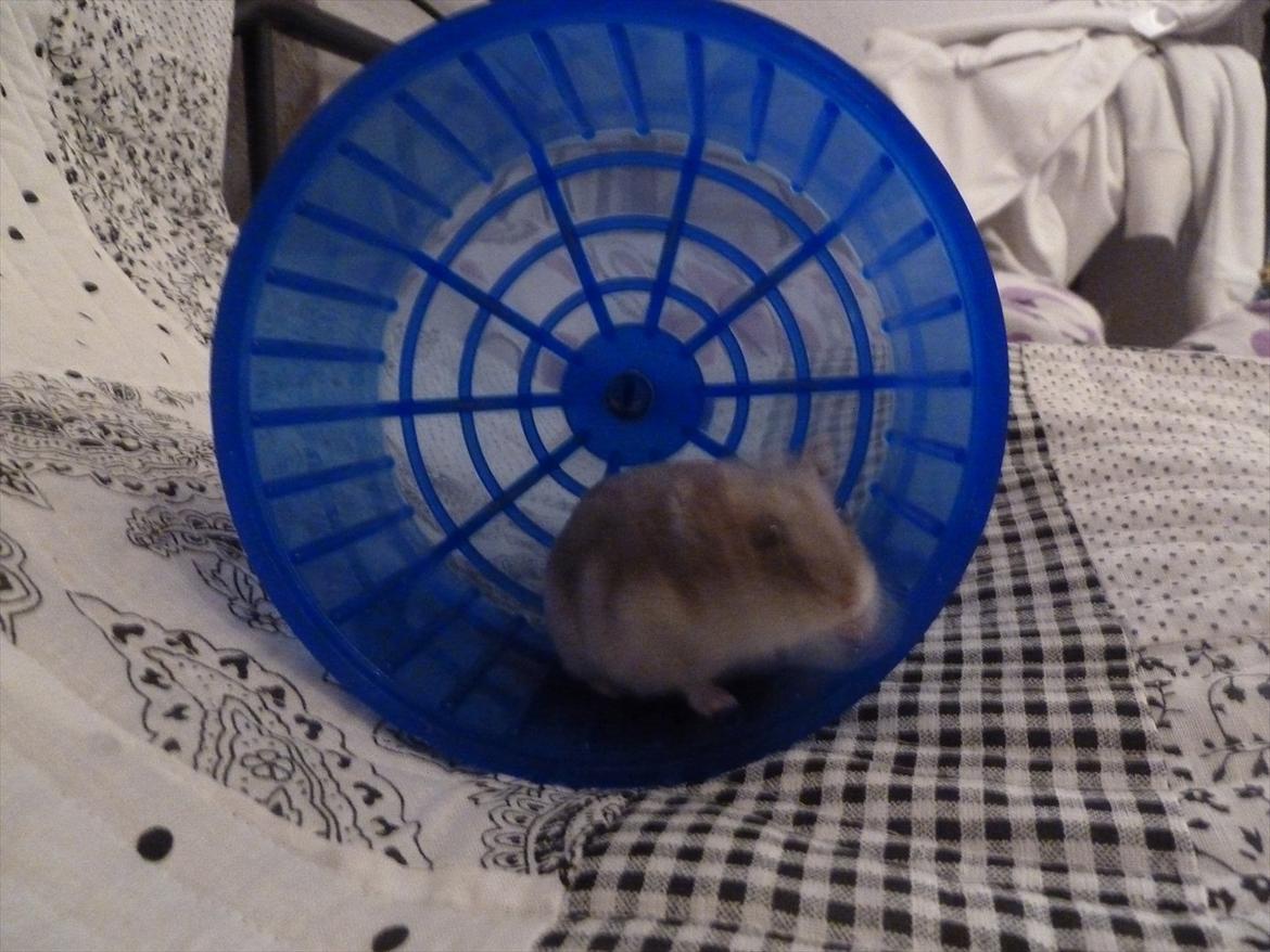 Dværghamster Molly billede 11