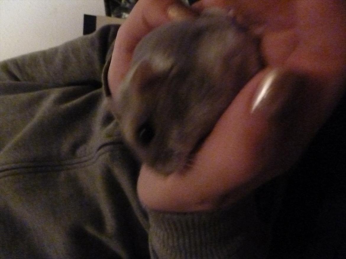 Dværghamster Molly billede 12