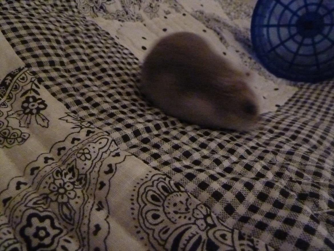 Dværghamster Molly billede 13