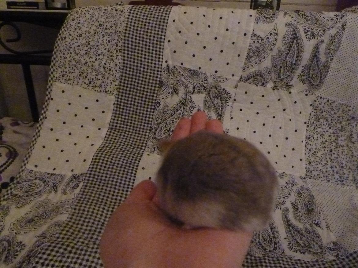 Dværghamster Molly billede 14