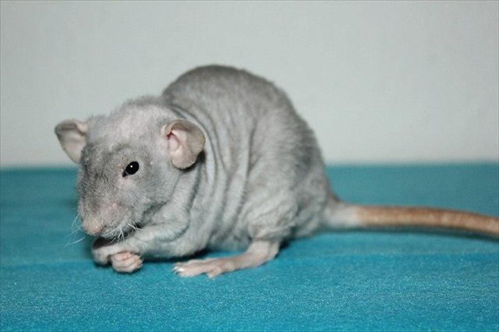 Tamrotte LUX Elizabeth billede 1