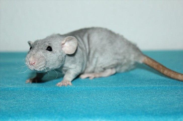 Tamrotte LUX Elizabeth billede 2