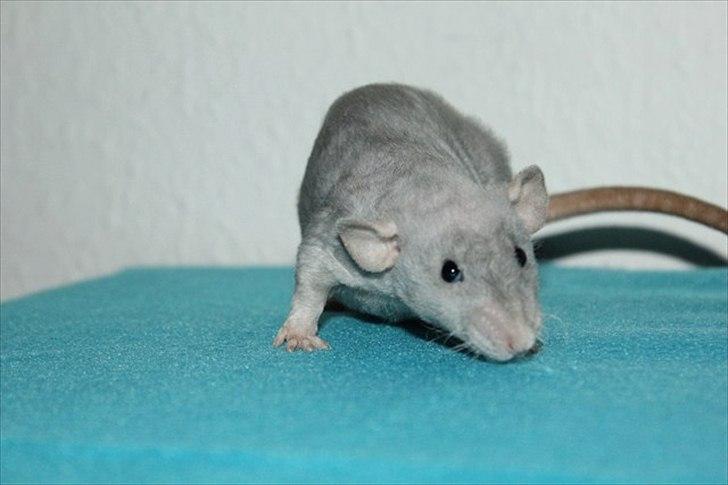 Tamrotte LUX Elizabeth billede 3