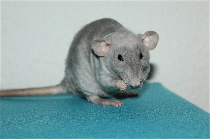 Tamrotte LUX Elizabeth billede 4