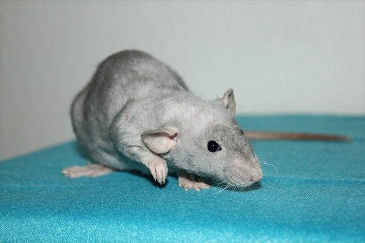 Tamrotte LUX Elizabeth billede 5