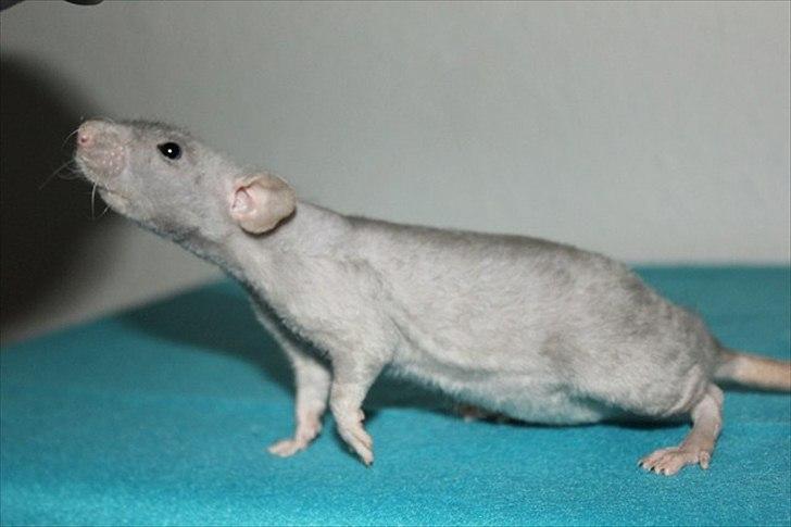 Tamrotte LUX Elizabeth billede 6