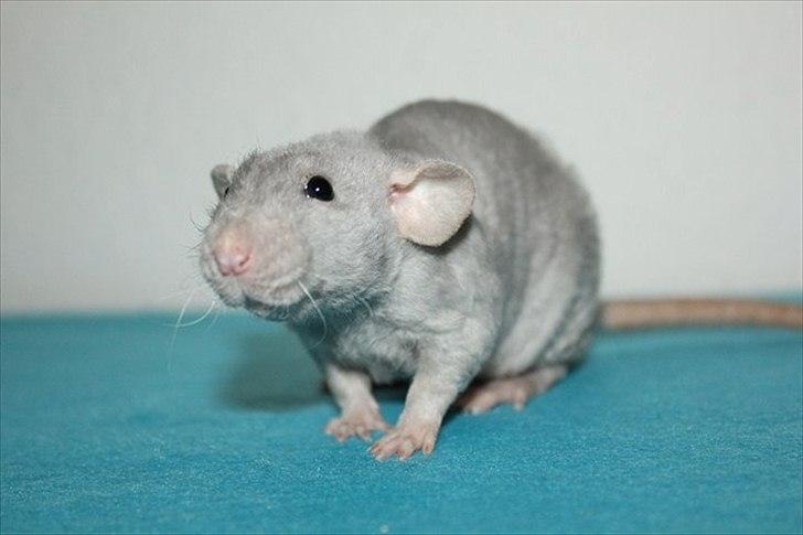 Tamrotte LUX Elizabeth billede 7