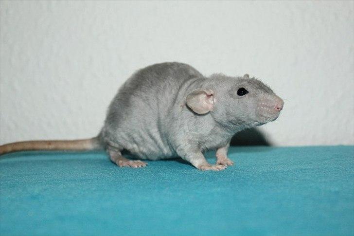 Tamrotte LUX Elizabeth billede 8