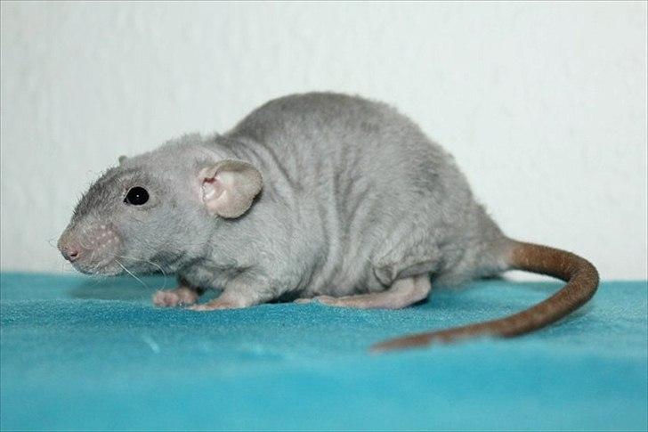 Tamrotte LUX Elizabeth billede 9