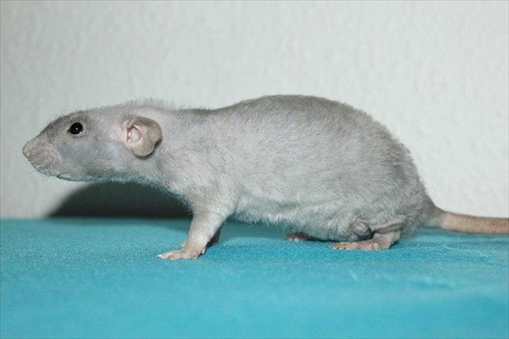 Tamrotte LUX Elizabeth billede 10